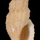 Image of Platycythara elata (Dall 1889)