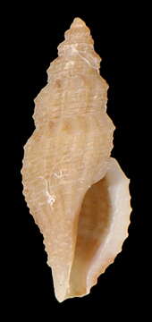 Image of Platycythara elata (Dall 1889)