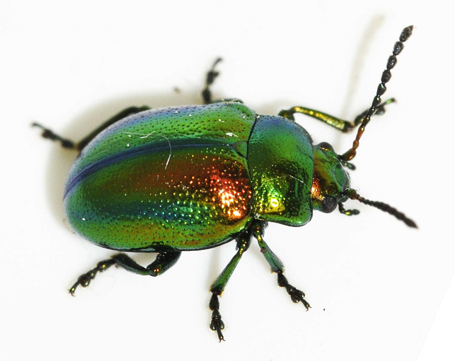 Image of Chrysolina fastuosa