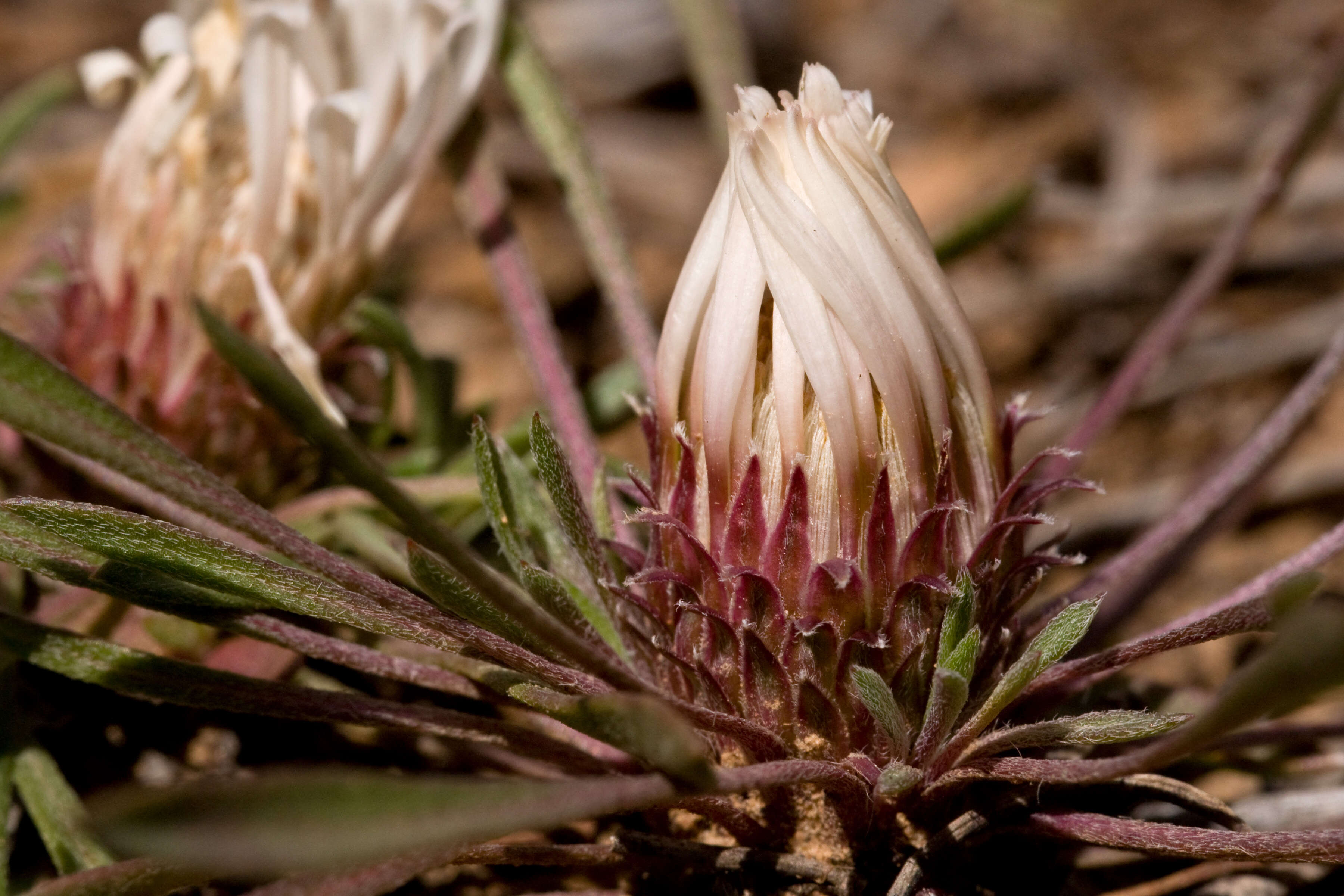 Image of common Townsend daisy