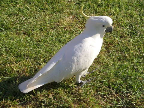 Image of Sulphur-crested Cockatoo