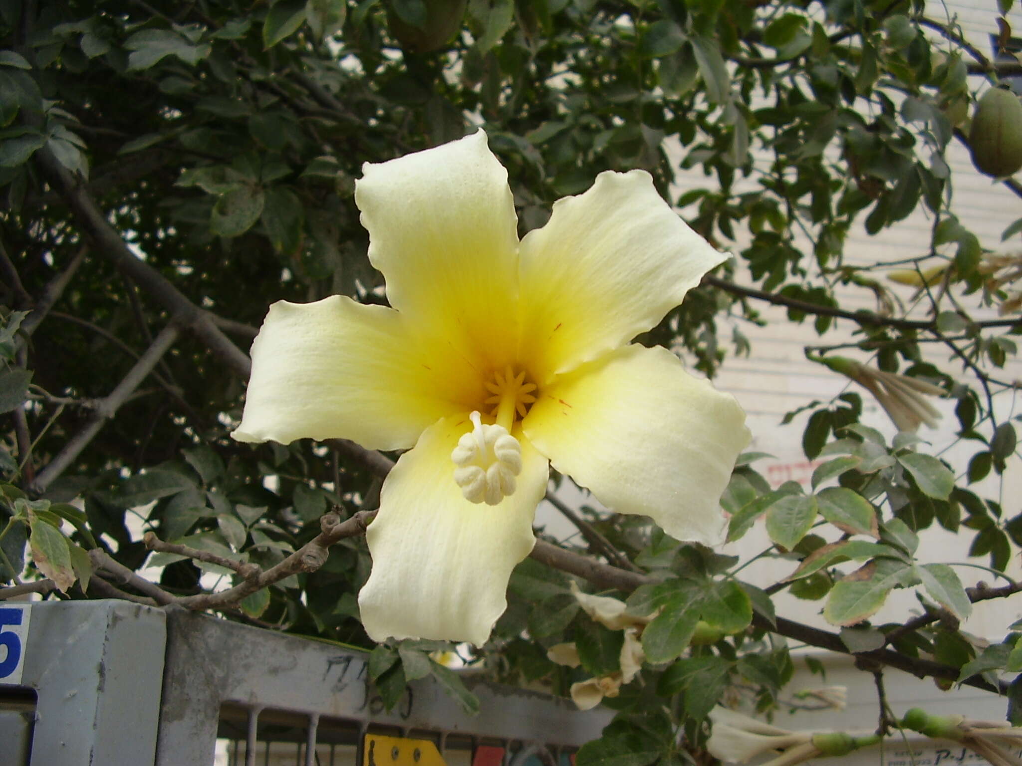 Image de Ceiba insignis (Kunth) P. E. Gibbs & J. Semir