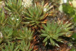 Image of Polytrichum moss