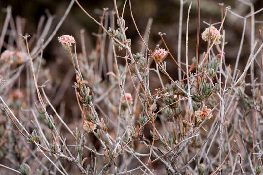 Imagem de Eriogonum fasciculatum Benth.