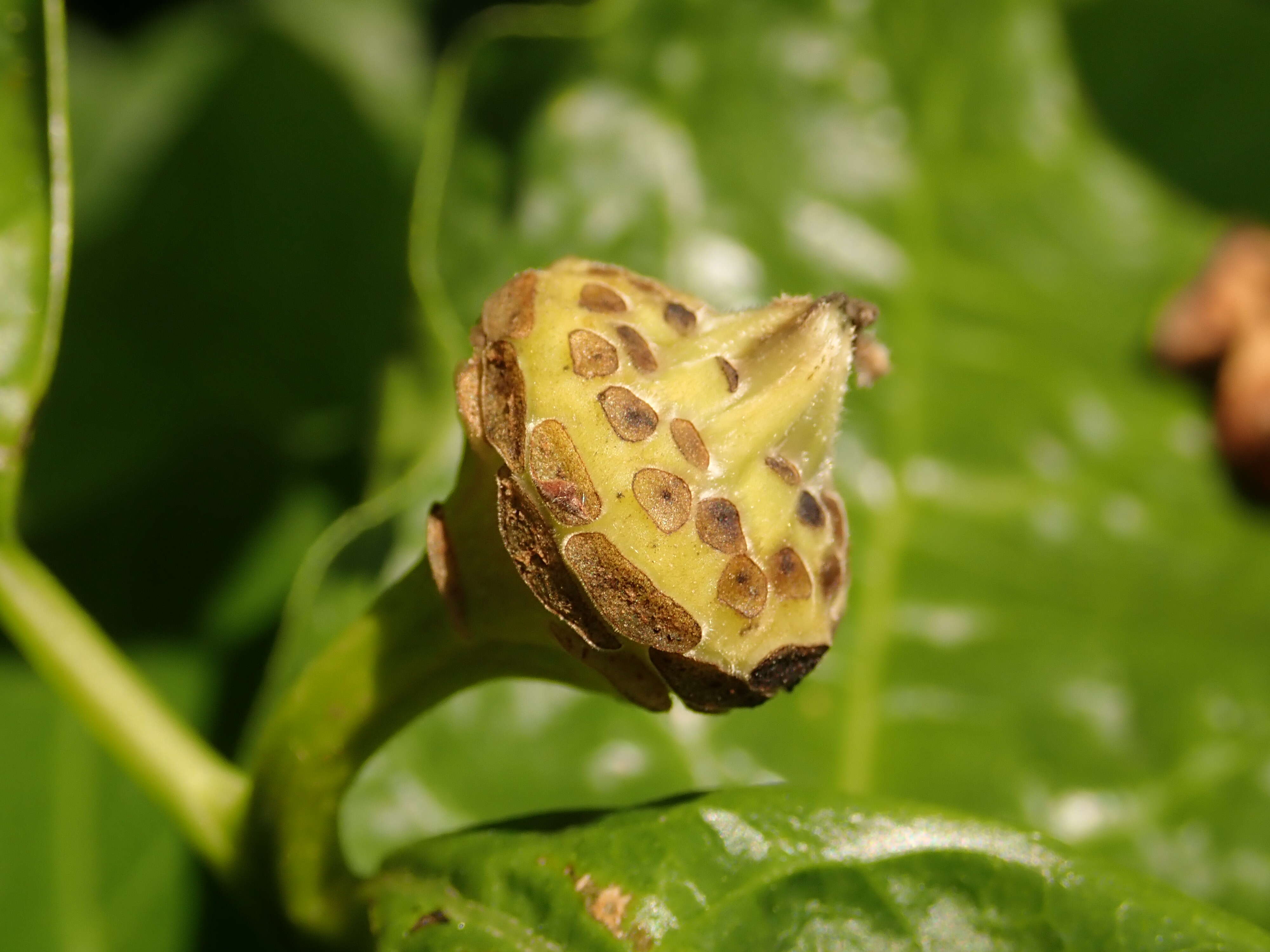 Image de Calycanthus chinensis Cheng & S. Y. Chang