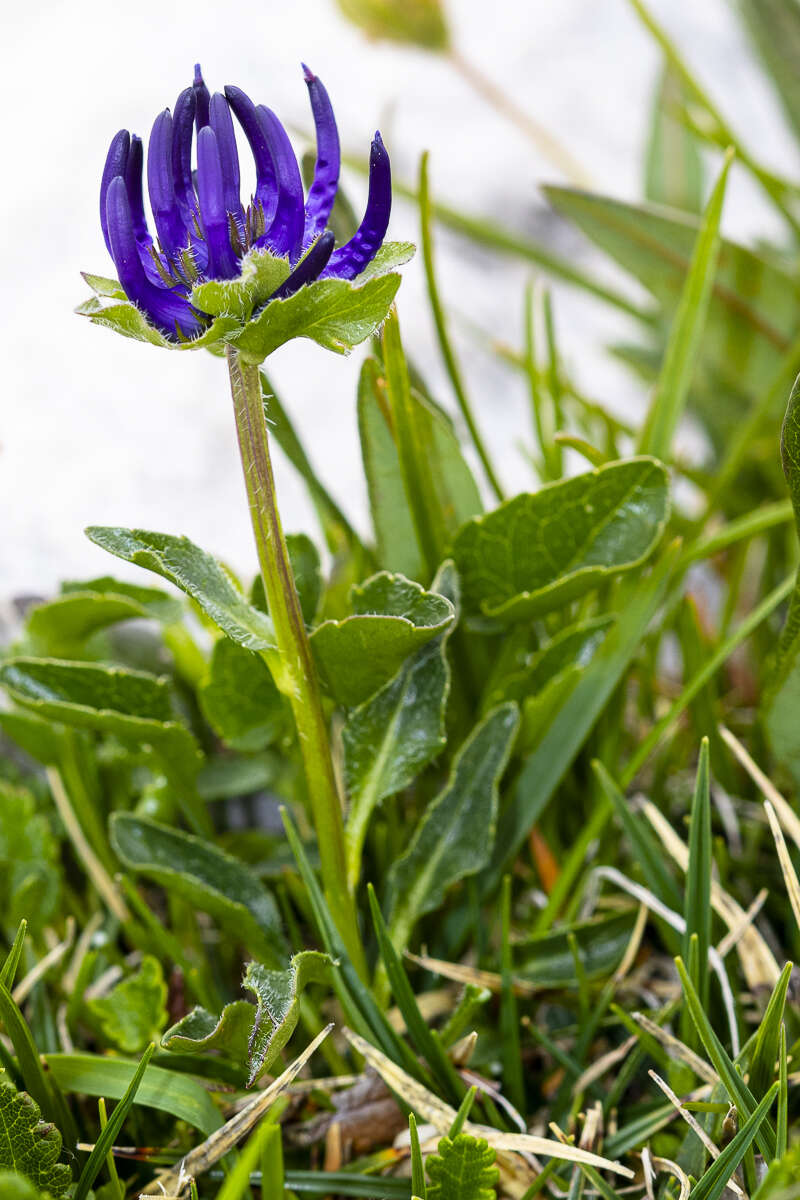 Image of Horned Rampion