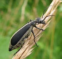 Image of Margined Blister Beetle