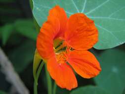 Image of nasturtium