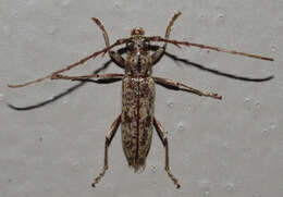 Image of Spined Oak Borer