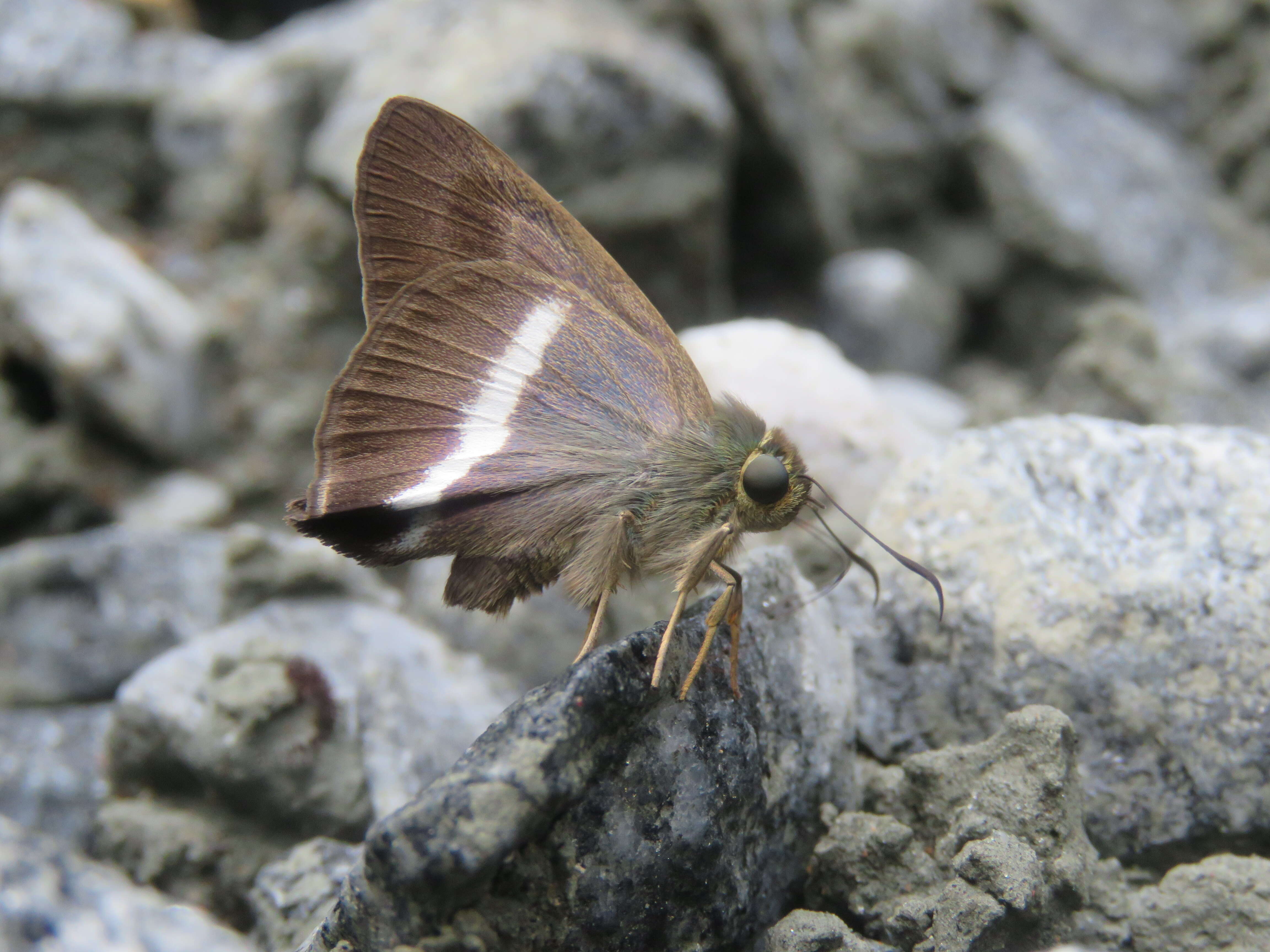 Image of Hasora taminatus Hübner 1818