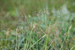 Image de Luzula acuminata Raf.