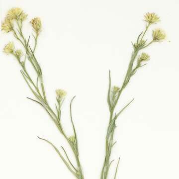 Imagem de Symphyotrichum potosinum (A. Gray) G. L. Nesom