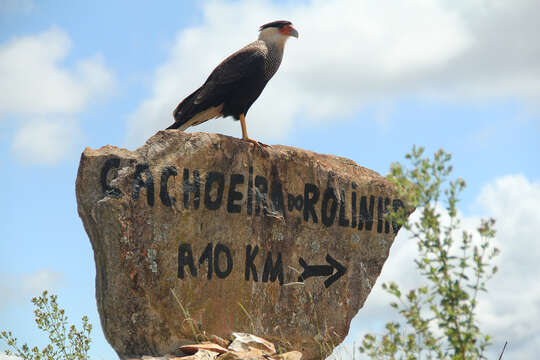 Image of Crested Caracara