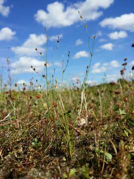 Image of sand rush