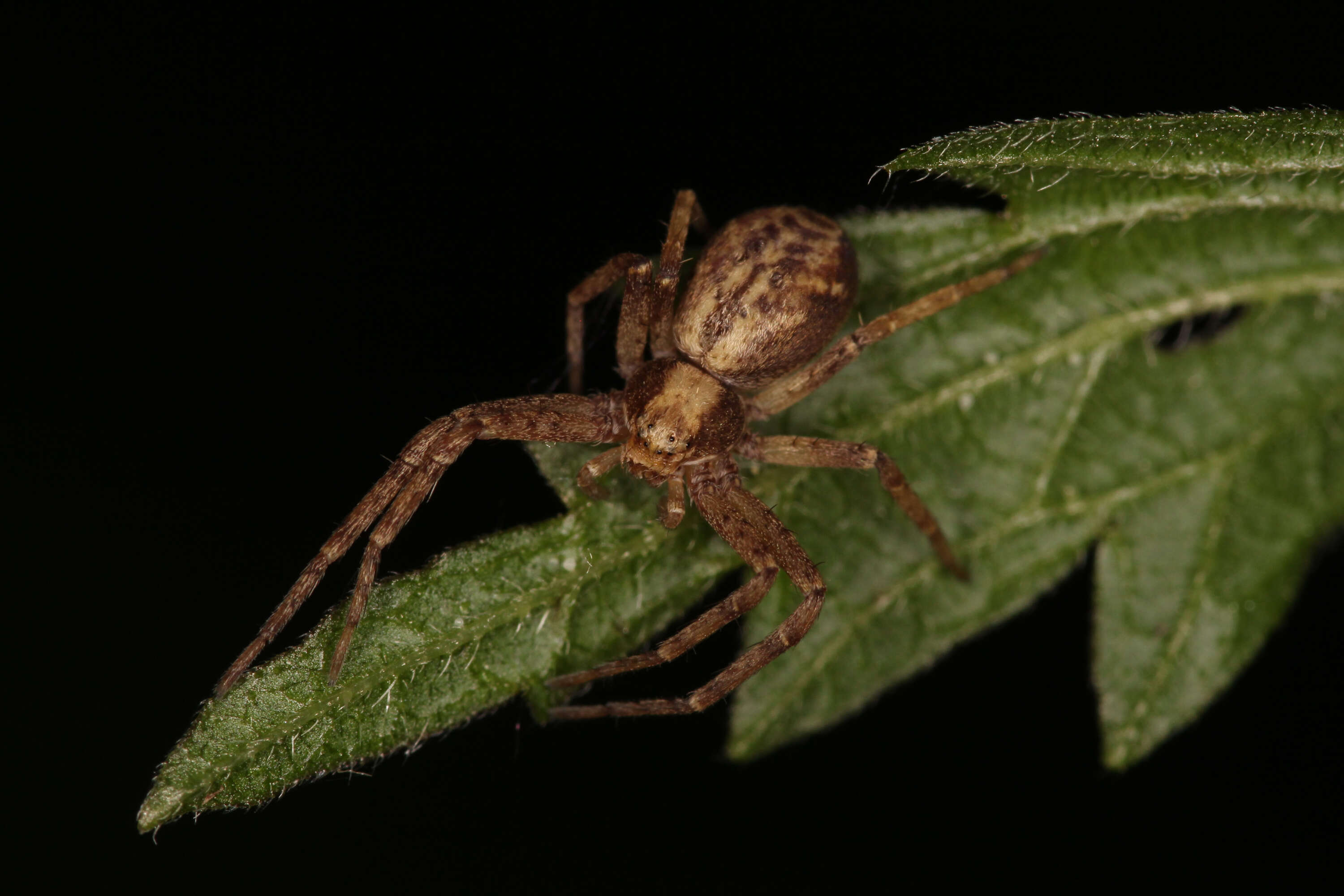 Image of Philodromus aureolus (Clerck 1757)