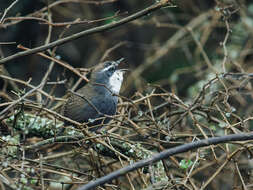 Image of White-browed Tapaculo