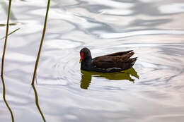 Image of Common Moorhen