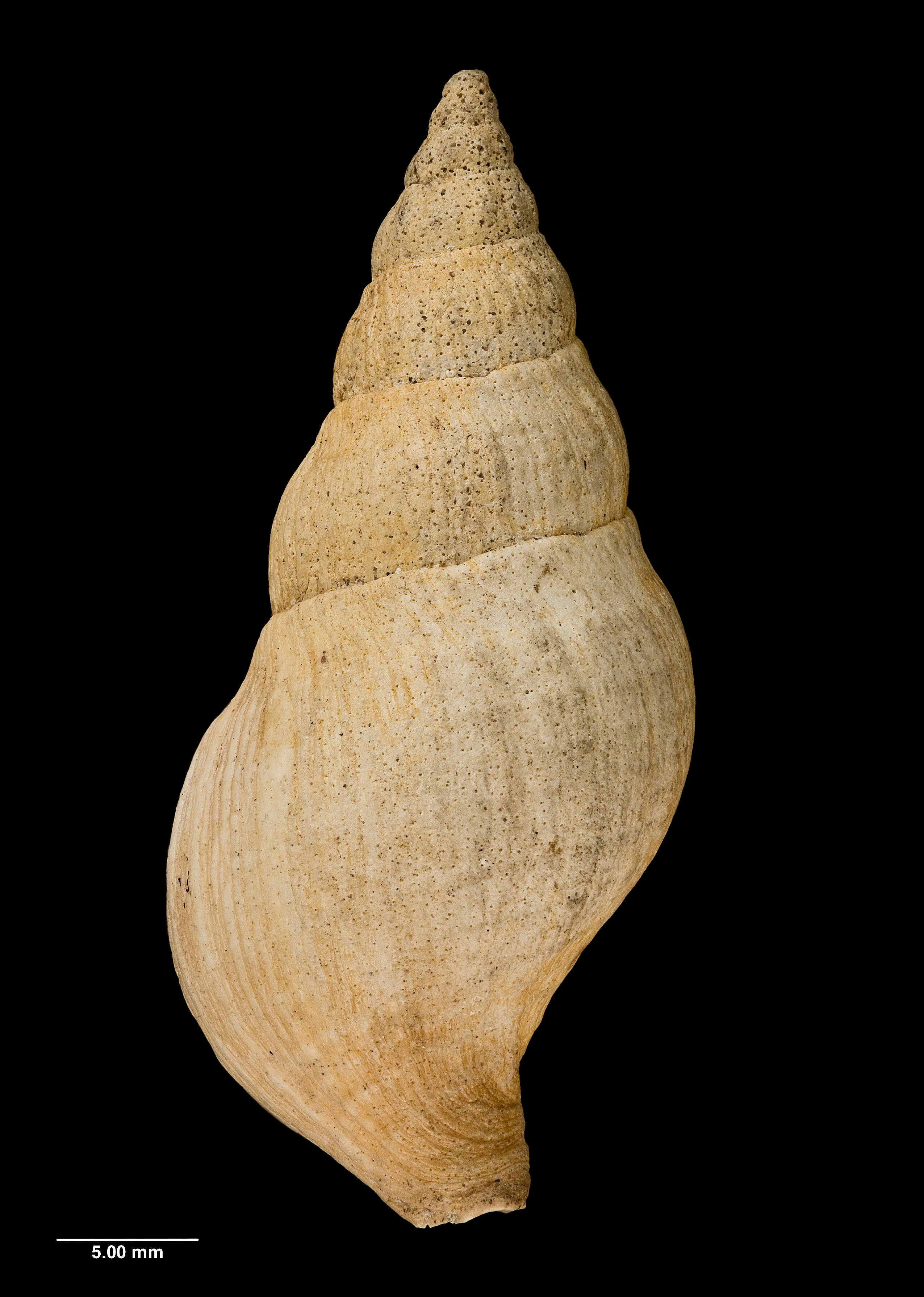 Sivun Buccinulum pertinax (Martens 1878) kuva