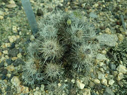 Echinopsis yuquina D. R. Hunt resmi