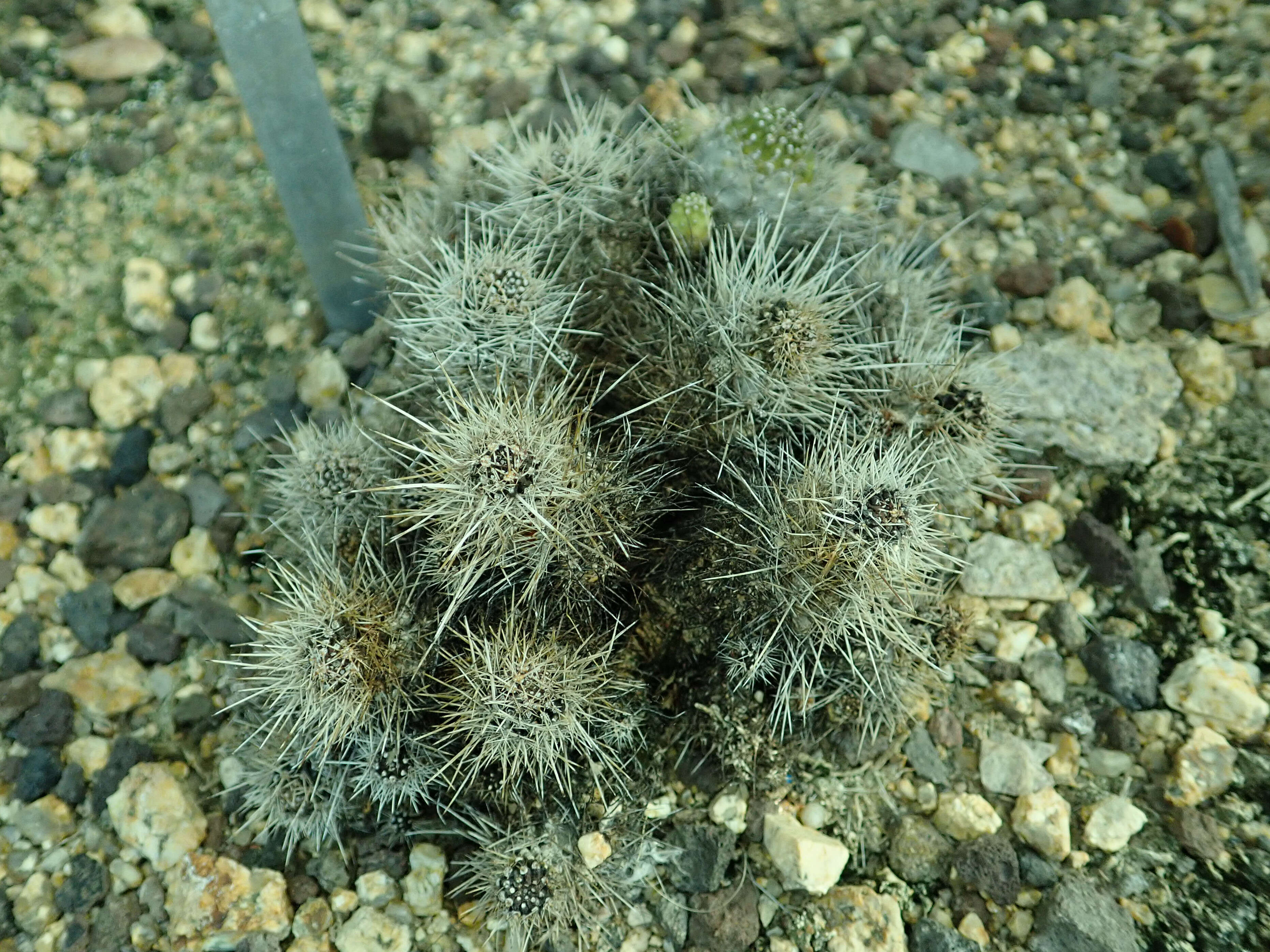 Image of Echinopsis yuquina D. R. Hunt