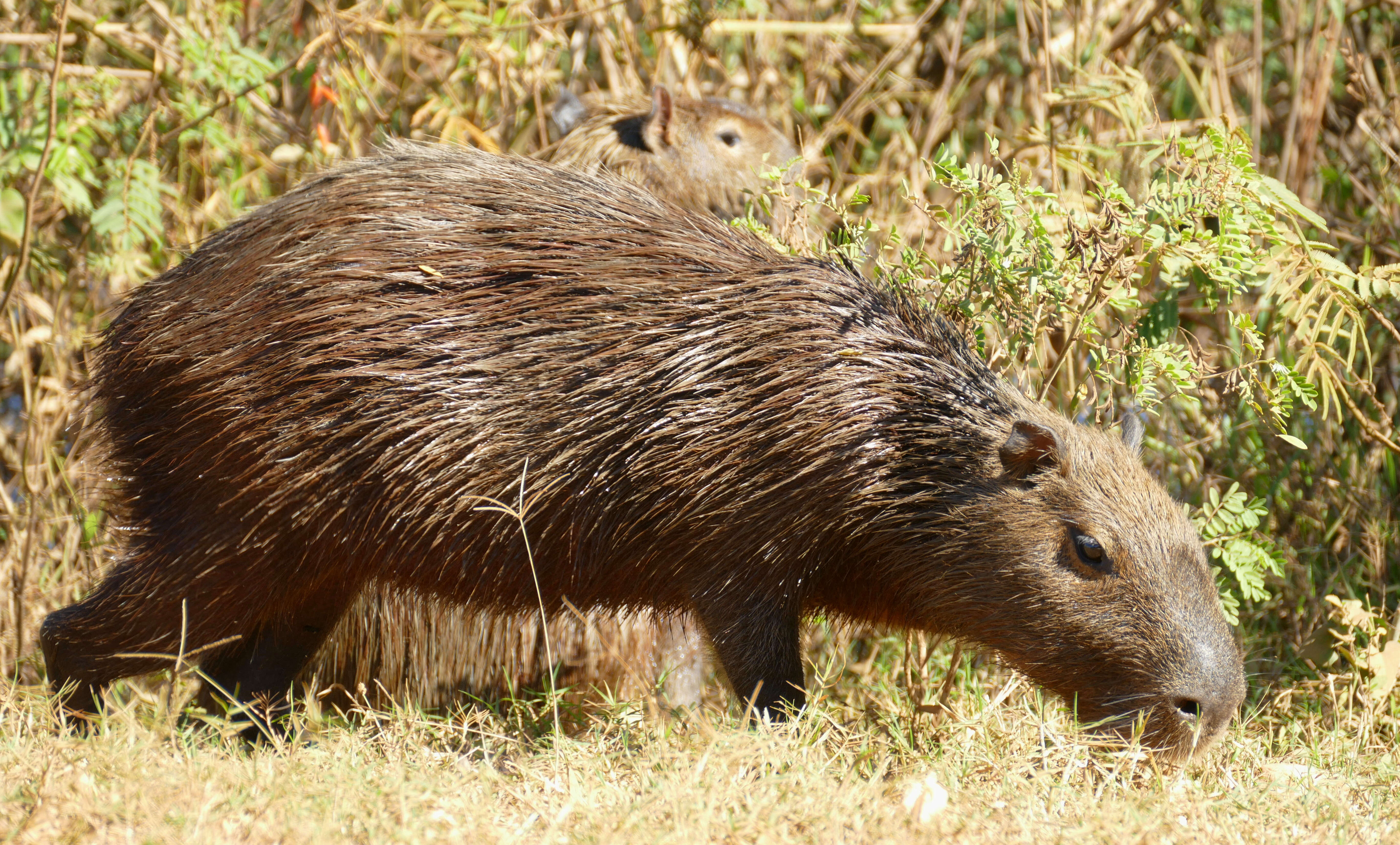 Image of Capybaras