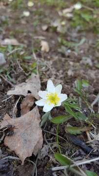 Image of European thimbleweed