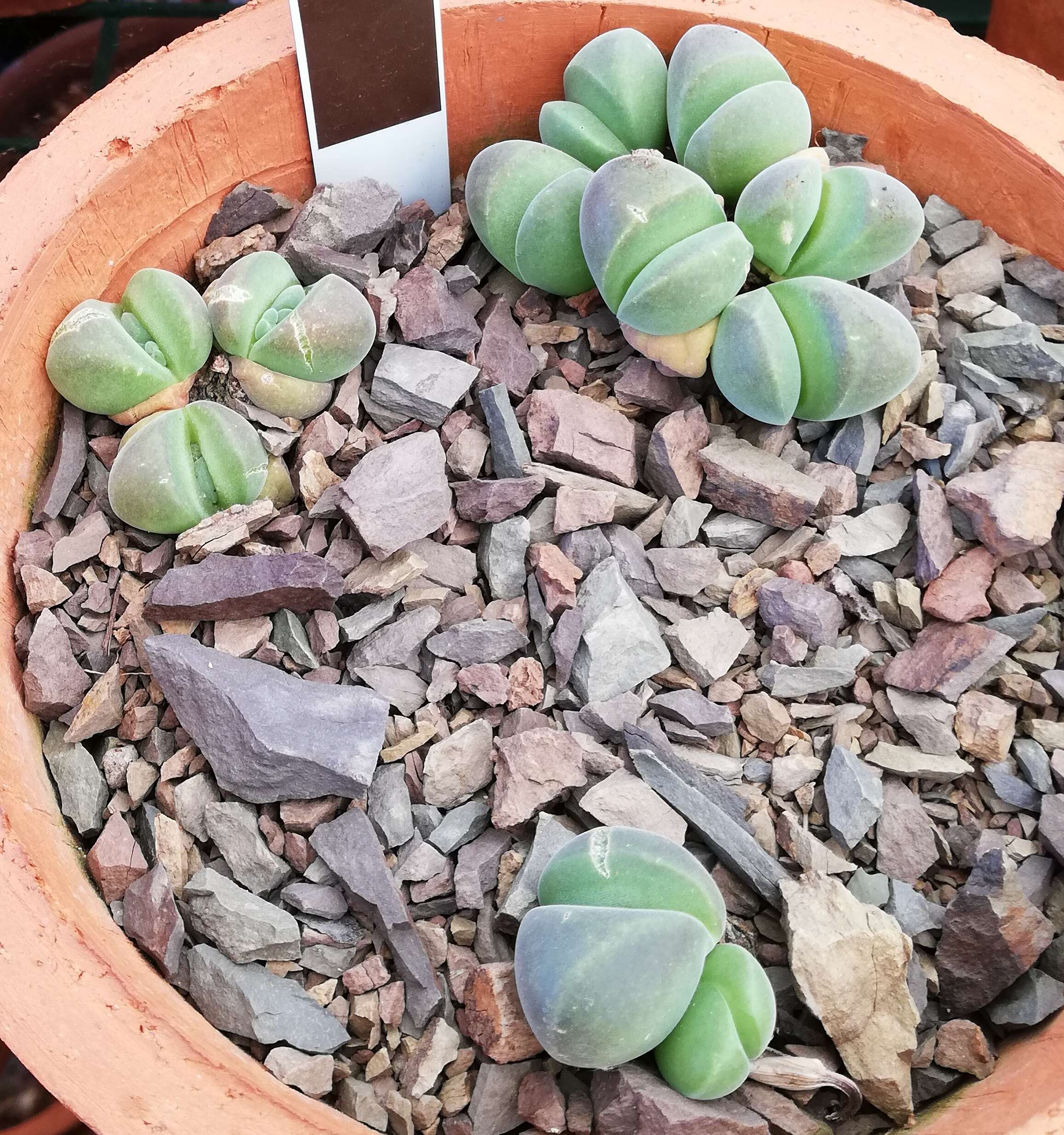 Imagem de Gibbaeum dispar N. E. Br.