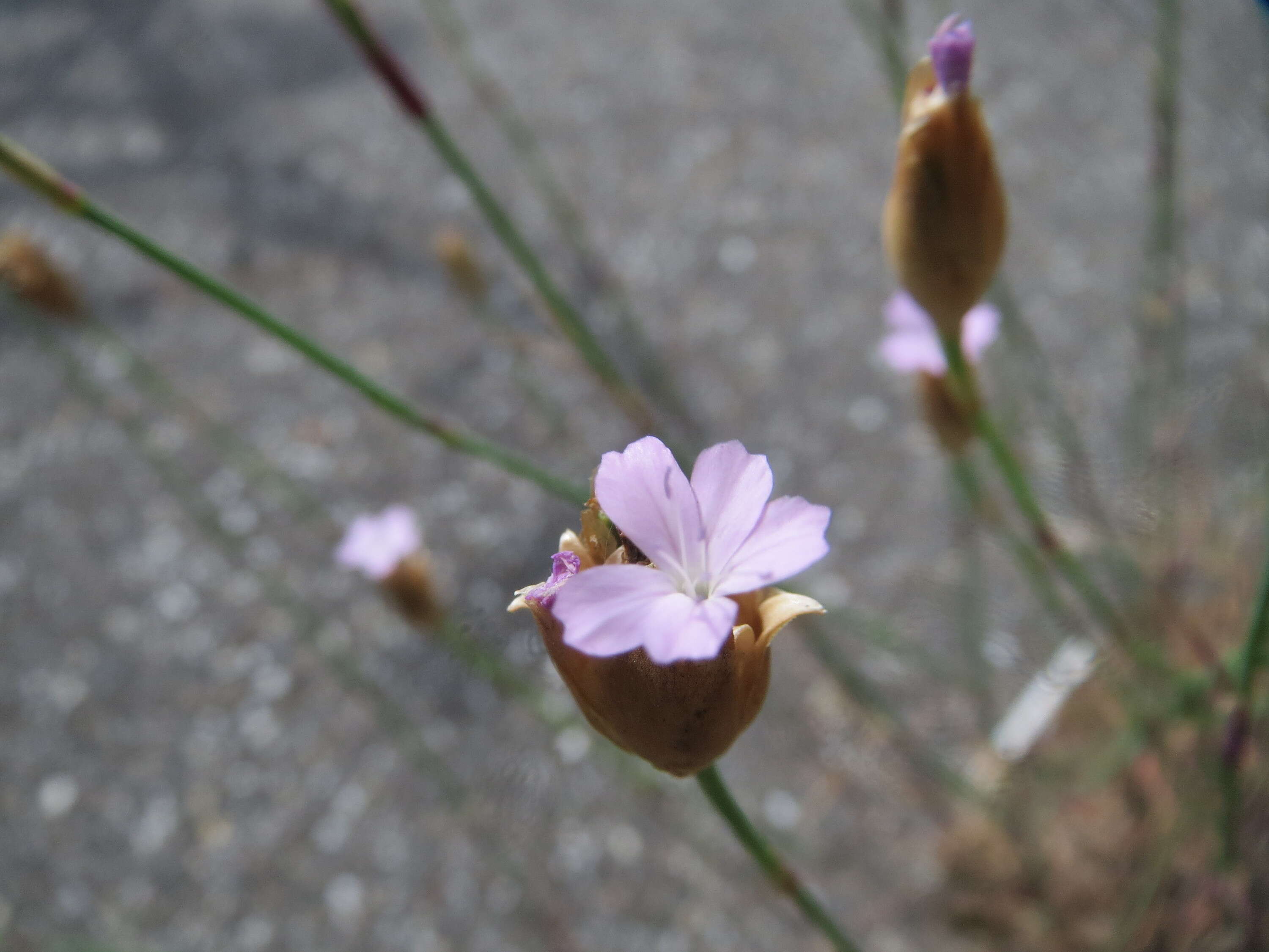 Image of Proliferous Pink