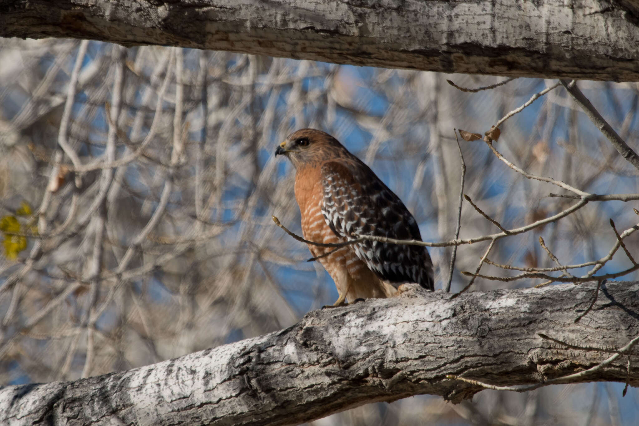 Image of Red-shouldered Hawk