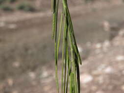 Image of Reflexed Rockcress