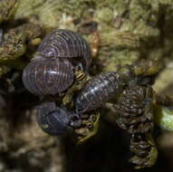 Image of Pill woodlouse