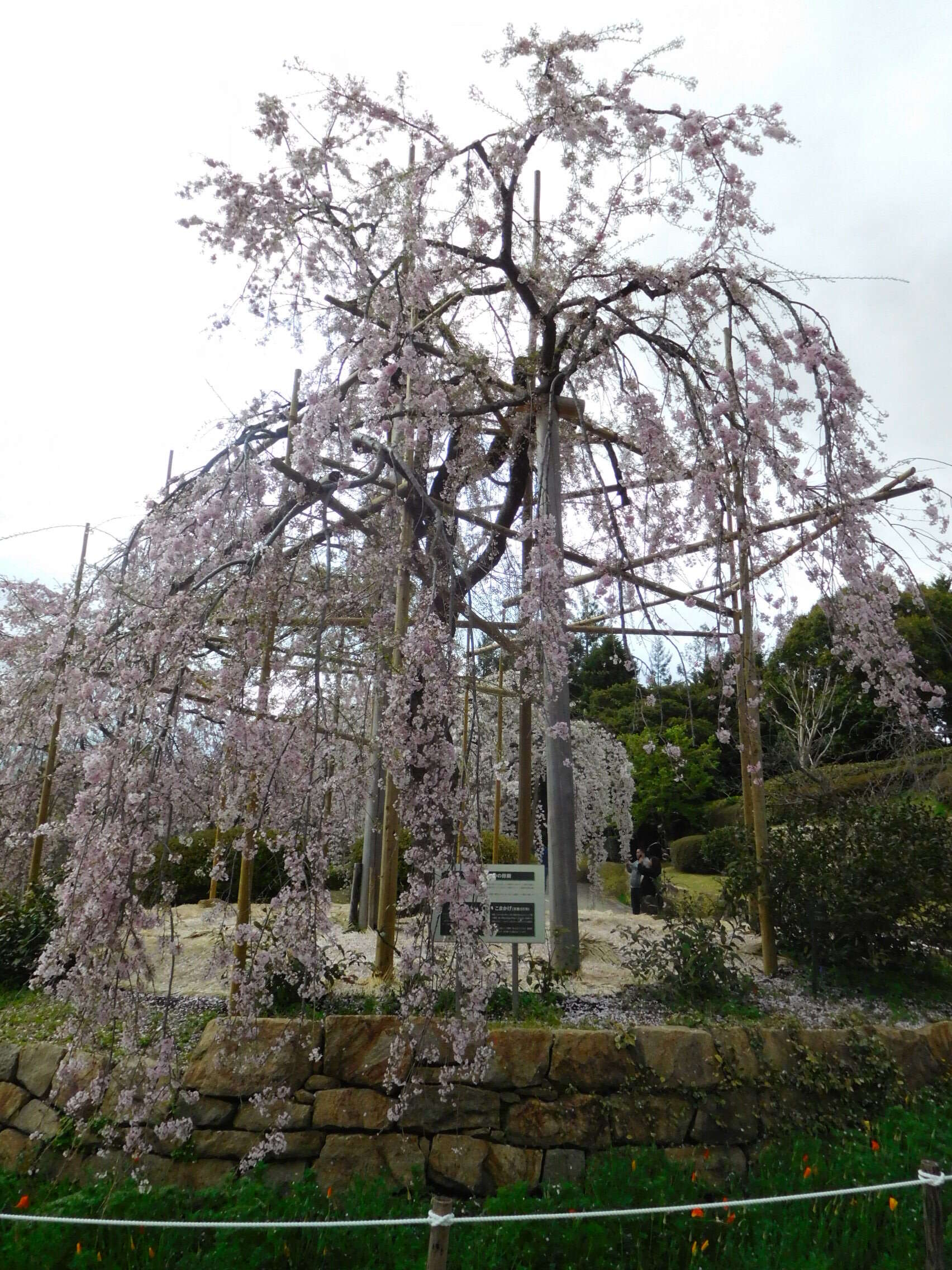 Image of Prunus spachiana (Lavallee ex H. Otto) Kitamura