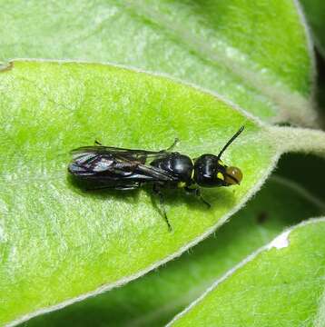 Image of Agile Masked Bee