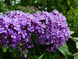 Image of butterfly-bush