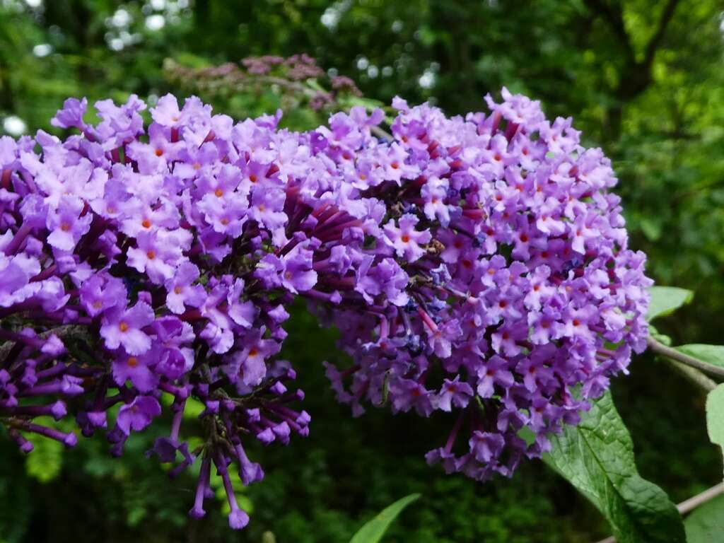 Image of butterfly-bush