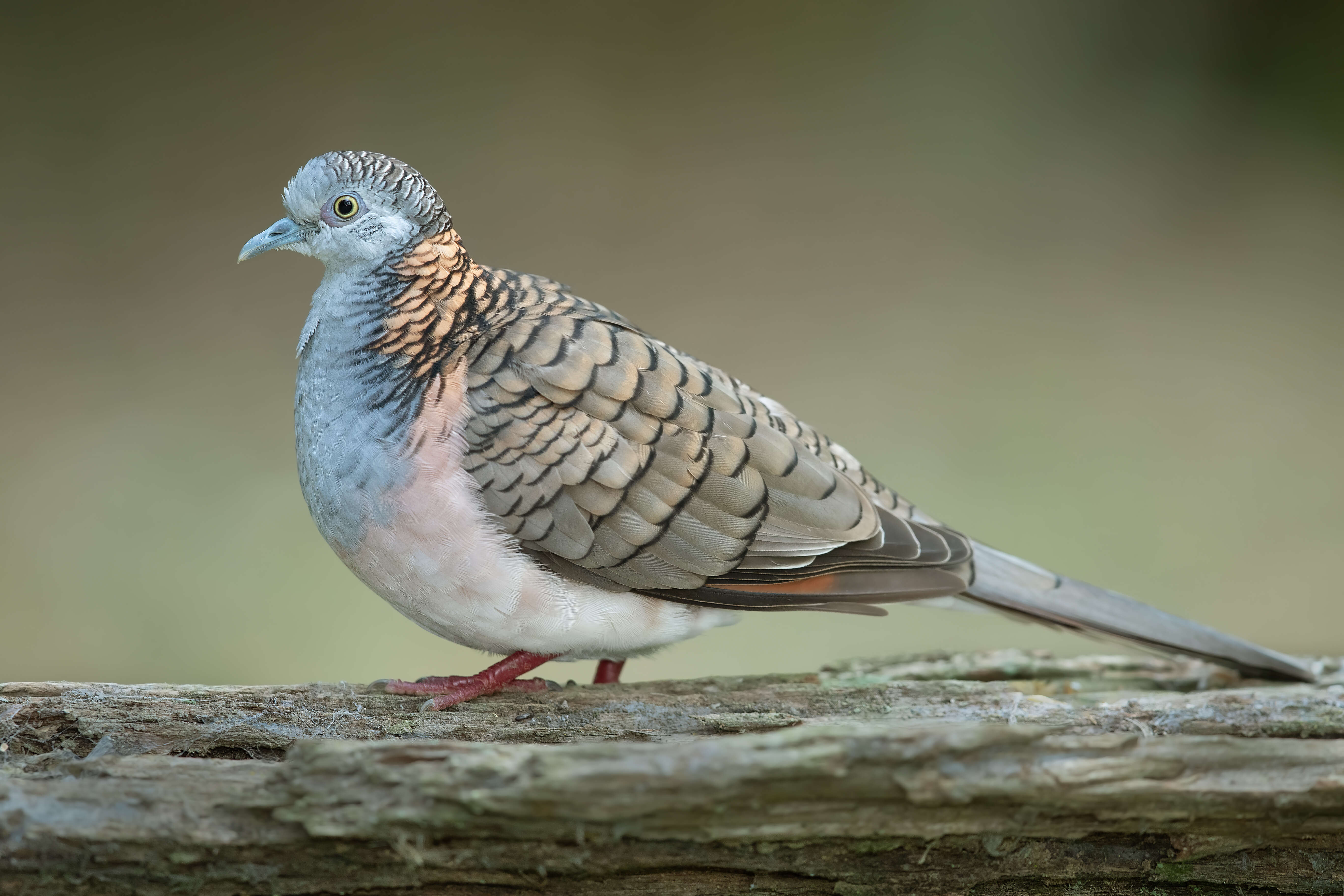 Image of Bar-shouldered Dove