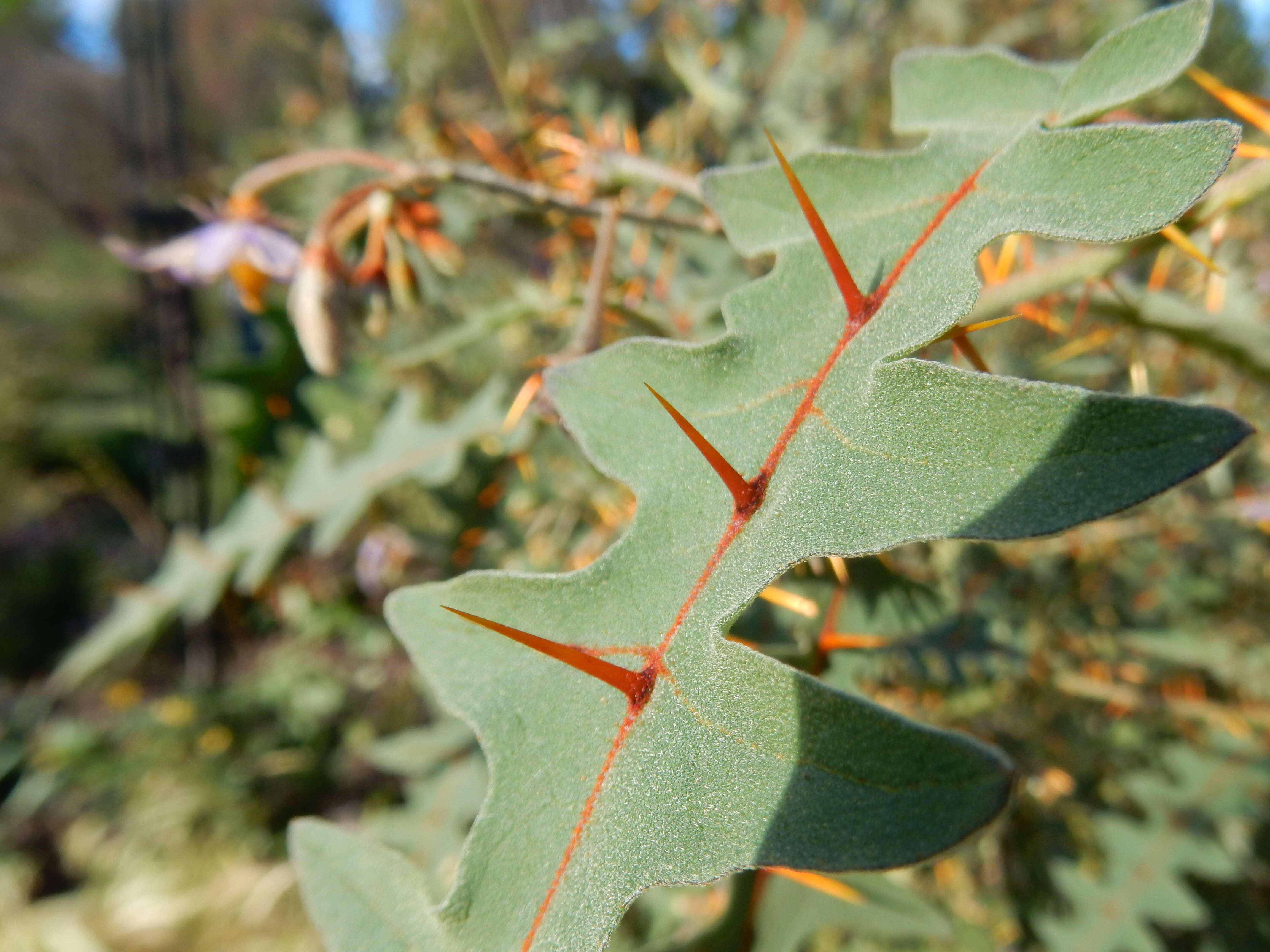 Image of Orange-thorned nightshade