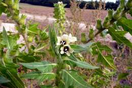 Image of black henbane