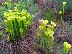 Image of Yellow pitcher plant