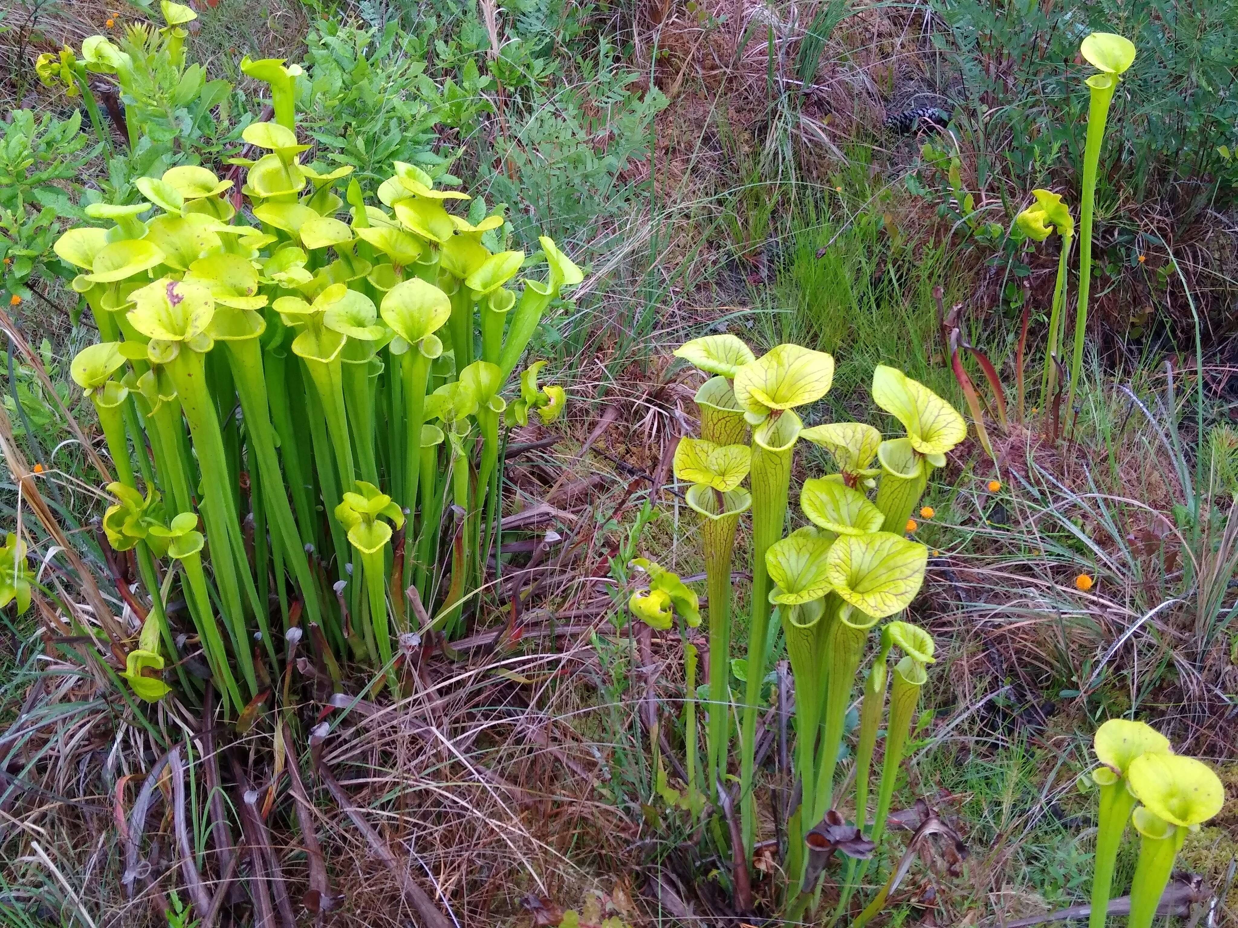 Image of Yellow pitcher plant