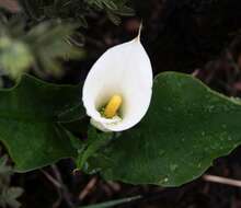 Image of spotted calla lily