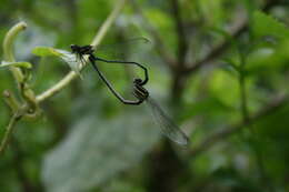 Image de Onychargia Selys 1865