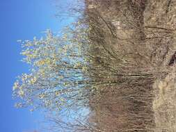 Image of goat willow