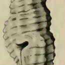 Image of Paramontana rufozonata (Angas 1877)