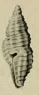 Image of Paramontana rufozonata (Angas 1877)