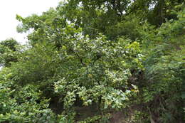 Image of Antidesma ghaesembilla Gaertn.