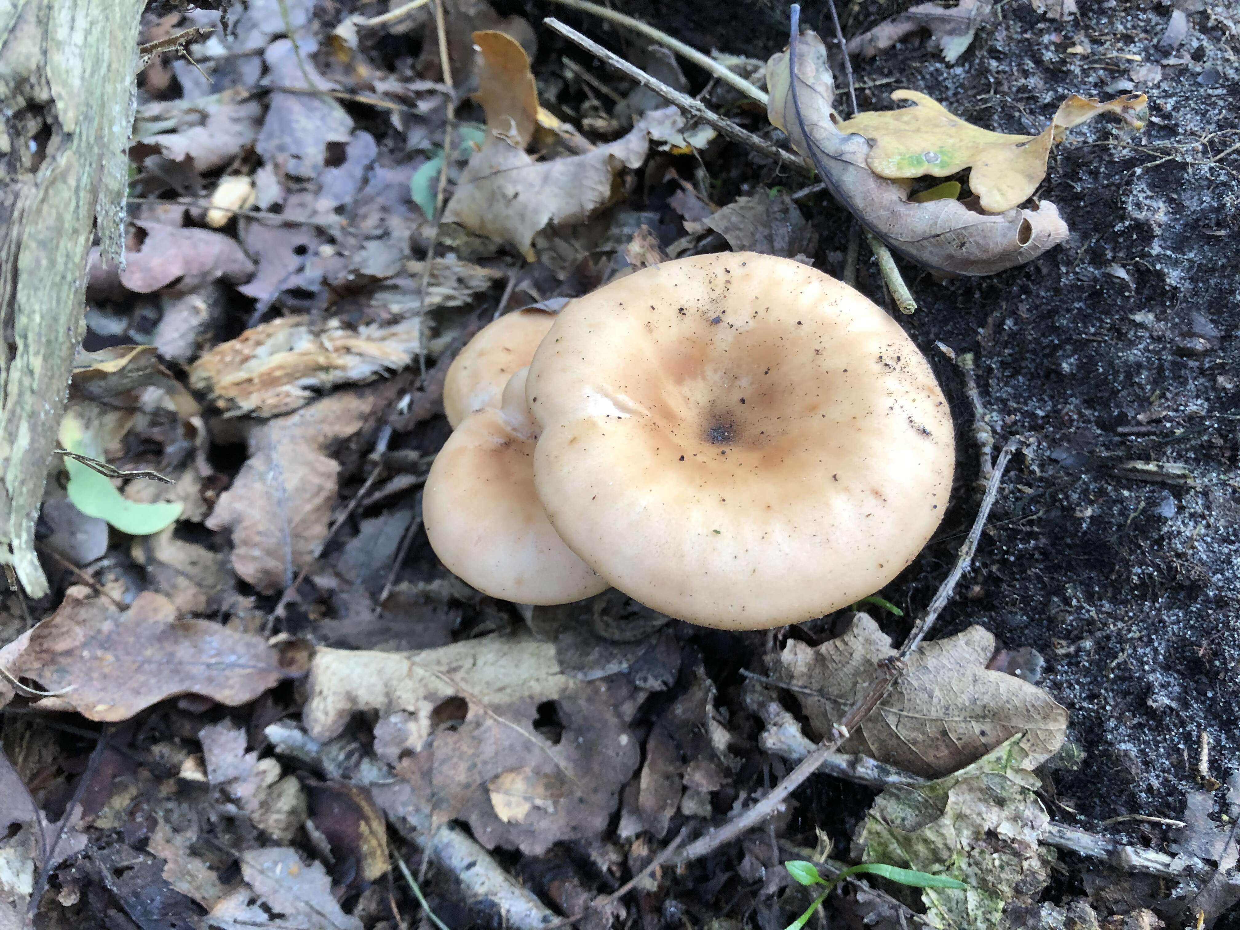 Слика од Clitocybe gibba (Pers.) P. Kumm. 1871