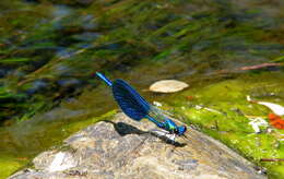 Image of Western Demoiselle