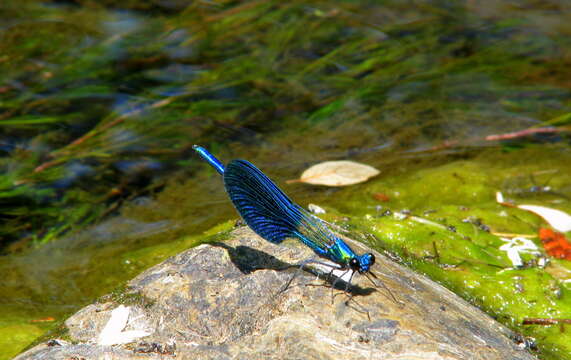 Image of Western Demoiselle