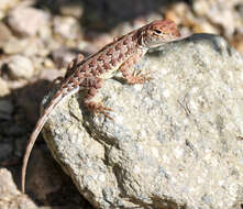 Image of Elegant Earless Lizard